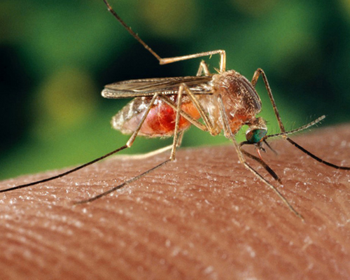 sivrisinek, mosquito, pest control haşere market